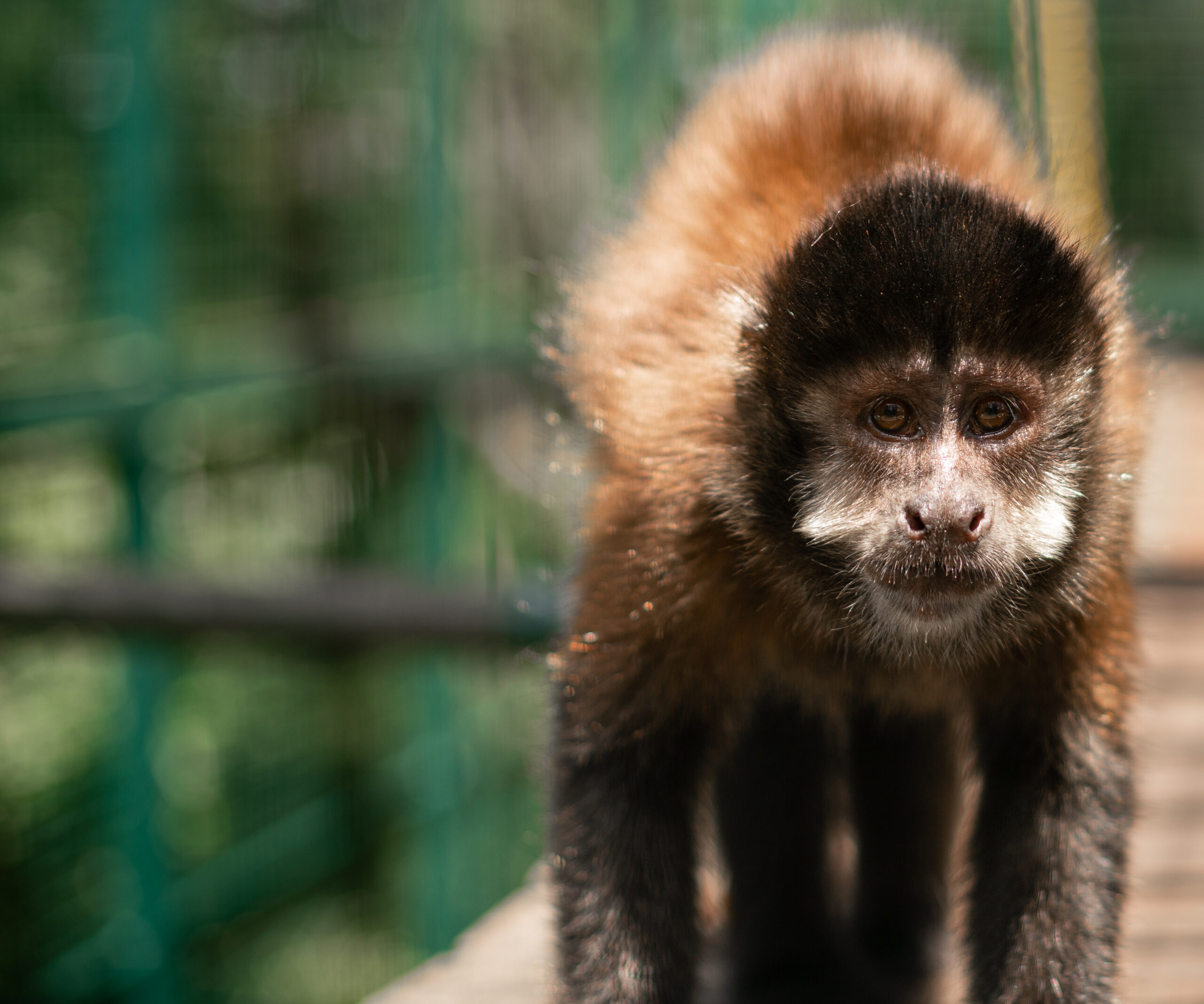 Macaco-prego - Biologia - InfoEscola