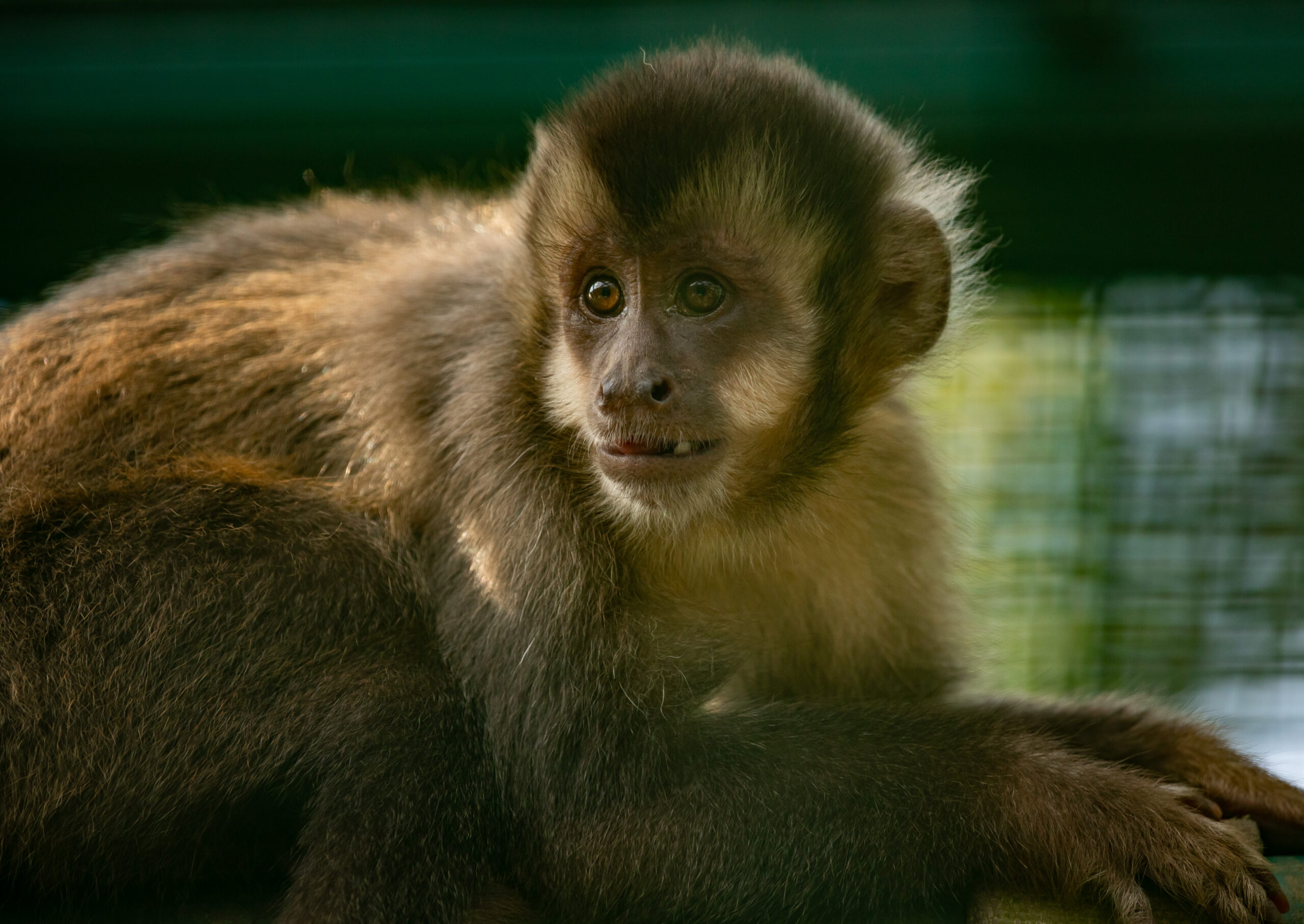 Macaco-prego - Instituto Anami