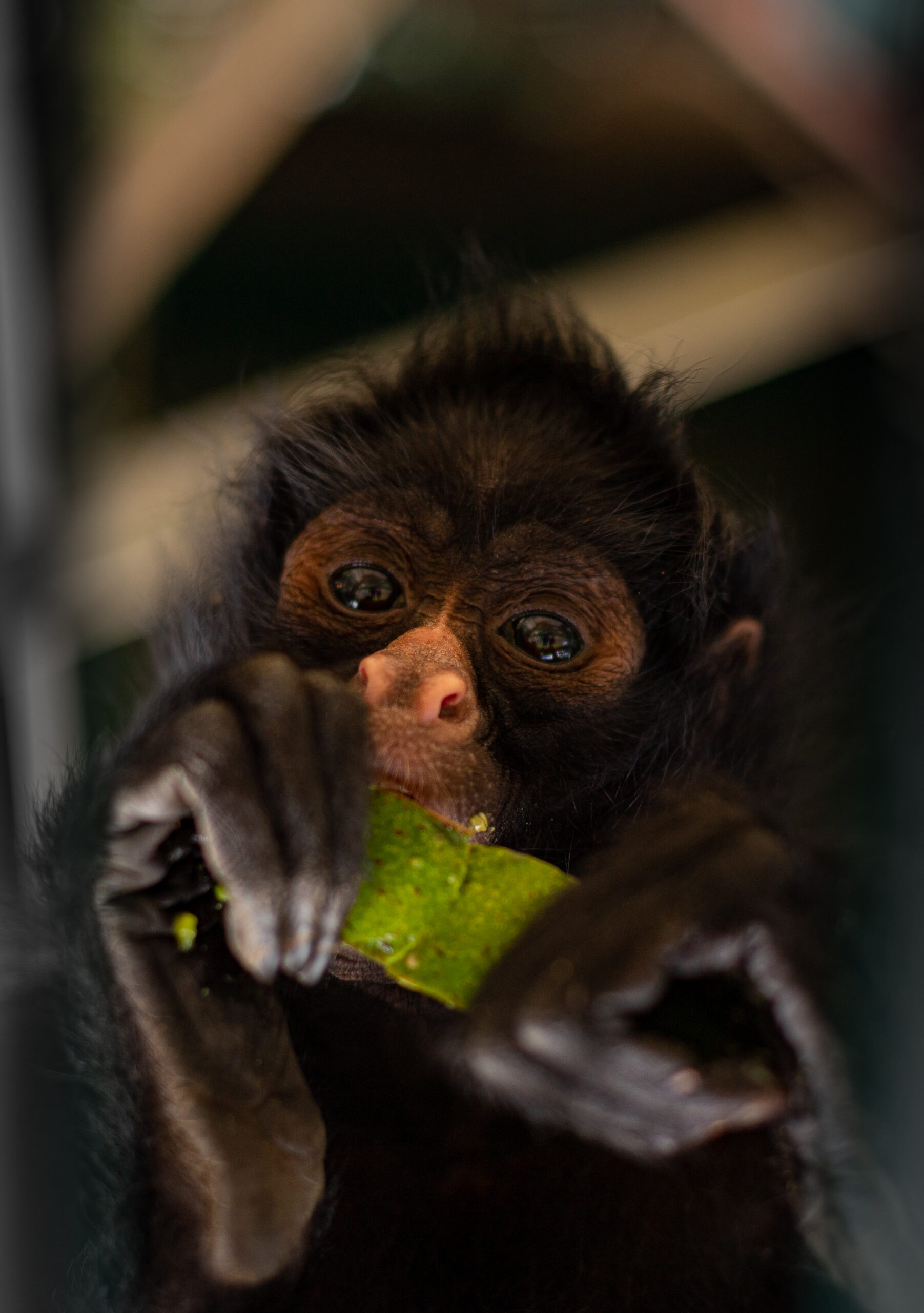 Macaco-aranha resgatado após ser atropelado em Alta Floresta precisa de  transferência - Nativa News