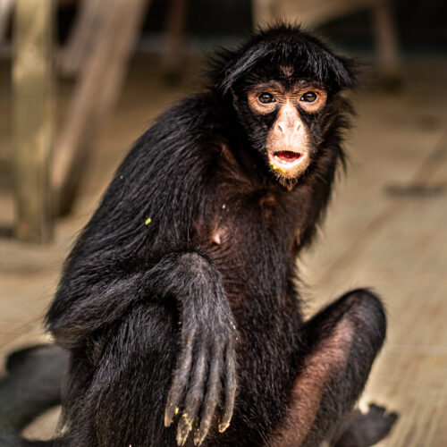 Macaco Aranha 